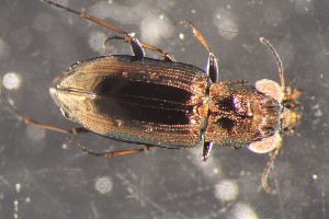  ( - DZMB_Carabidae_0691)  @13 [ ] CreativeCommons - Attribution Non-Commercial Share-Alike (2017) Michael Raupach Carl von Ossietzky University