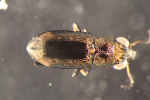  ( - DZMB_Carabidae_0692)  @12 [ ] CreativeCommons - Attribution Non-Commercial Share-Alike (2017) Michael Raupach Carl von Ossietzky University