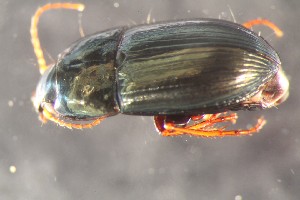  ( - DZMB_Carabidae_0695)  @12 [ ] CreativeCommons - Attribution Non-Commercial Share-Alike (2017) Michael Raupach Carl von Ossietzky University