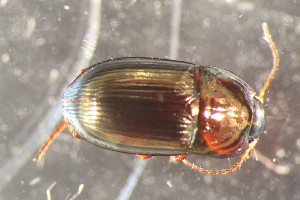  ( - DZMB_Carabidae_0696)  @12 [ ] CreativeCommons - Attribution Non-Commercial Share-Alike (2017) Michael Raupach Carl von Ossietzky University