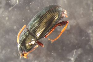  ( - DZMB_Carabidae_0698)  @12 [ ] CreativeCommons - Attribution Non-Commercial Share-Alike (2017) Michael Raupach Carl von Ossietzky University