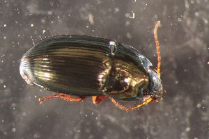  ( - DZMB_Carabidae_0699)  @12 [ ] CreativeCommons - Attribution Non-Commercial Share-Alike (2017) Michael Raupach Carl von Ossietzky University