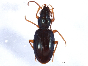  (Sinechostictus decoratus - ZFMK_COL_2010_514)  @14 [ ] CreativeCommons - Attribution (2012) CBG Photography Group Centre for Biodiversity Genomics