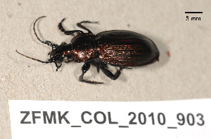  (Carabus monilis - ZFMK_COL_2010_903)  @13 [ ] CreativeCommons - Attribution Non-Commercial Share-Alike (2011) Armin Rose ZFMK