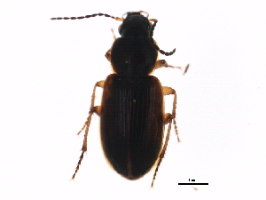  (Stenolophus mixtus - ZFMK_COL_2010_995)  @13 [ ] CreativeCommons - Attribution (2011) CBG Photography Group Centre for Biodiversity Genomics