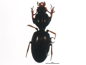  (Dyschirius arenosus - ZFMK_COL_2011_83)  @13 [ ] CreativeCommons - Attribution (2011) CBG Photography Group Centre for Biodiversity Genomics