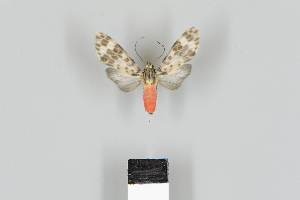  ( - DR17_ArcPa100)  @11 [ ] CreativeCommons - Attribution Non-Commercial Share-Alike (2018) Dominik Rabl Dept of Botany and Biodiversity Research