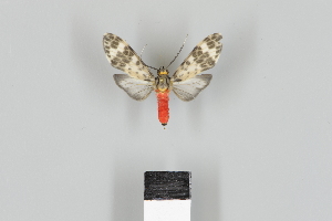  ( - DR17_ArcPa109)  @11 [ ] CreativeCommons - Attribution Non-Commercial Share-Alike (2018) Dominik Rabl Dept of Botany and Biodiversity Research