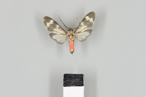  ( - DR17_ArcPa109)  @11 [ ] CreativeCommons - Attribution Non-Commercial Share-Alike (2018) Dominik Rabl Dept of Botany and Biodiversity Research