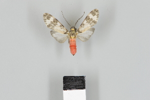  ( - DR17_ArcPa110)  @11 [ ] CreativeCommons - Attribution Non-Commercial Share-Alike (2018) Dominik Rabl Dept of Botany and Biodiversity Research