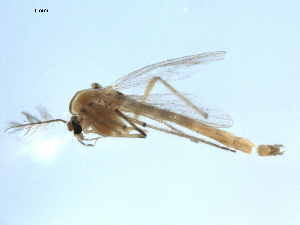 ( - PEPI-01-F10)  @11 [ ] CreativeCommons - Attribution (2010) CBG Photography Group Centre for Biodiversity Genomics