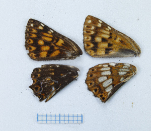  ( - RVcoll.14-I607)  @12 [ ] CreativeCommons - Attribution Non-Commercial (2015) Marko Mutanen University of Oulu