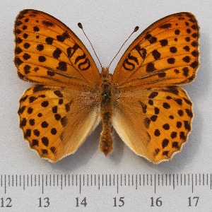  (Argynnis - RVcoll.14-N572)  @15 [ ] Copyright (2015) Martin Gascoigne-Pees Unspecified