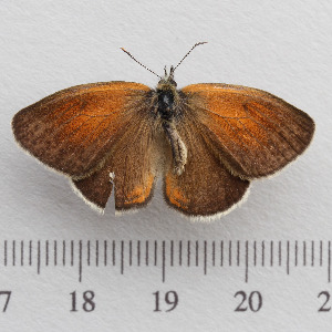  (Coenonympha orientalis - RVcoll.14-N825)  @12 [ ] Copyright (2015) Martin Gascoigne-Pees Unspecified