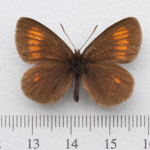  (Erebia eriphyle - RVcoll.14-N878)  @14 [ ] Copyright (2015) Martin Gascoigne-Pees Unspecified