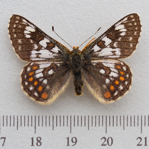  (Euphydryas - RVcoll.14-N939)  @15 [ ] Copyright (2015) Martin Gascoigne-Pees Unspecified