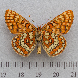  (Euphydryas intermedia - RVcoll.14-N944)  @15 [ ] Copyright (2015) Martin Gascoigne-Pees Unspecified