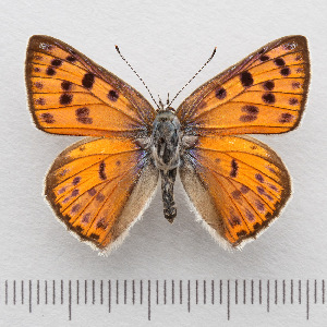  (Lycaena alciphron - RVcoll.14-O059)  @14 [ ] Copyright (2015) Martin Gascoigne-Pees Unspecified
