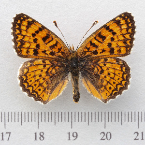  (Melitaea arduinna - RVcoll.14-O092)  @14 [ ] Copyright (2015) Martin Gascoigne-Pees Unspecified