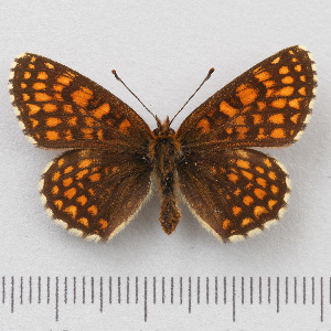  (Melitaea britomartis - RVcoll.14-O125)  @14 [ ] Copyright (2015) Martin Gascoigne-Pees Unspecified