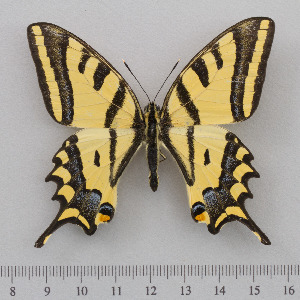  (Papilio alexanor - RVcoll.14-O163)  @14 [ ] Copyright (2015) Martin Gascoigne-Pees Unspecified