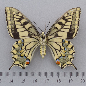  (Papilio saharae - RVcoll.14-O164)  @14 [ ] Copyright (2015) Martin Gascoigne-Pees Unspecified