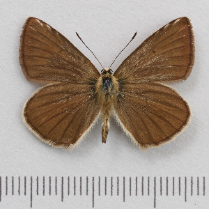  (Polyommatus ripartii - RVcoll.14-O219)  @14 [ ] Copyright (2015) Martin Gascoigne-Pees Unspecified