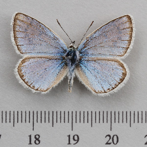  (Polyommatus atlantica - RVcoll.14-O220)  @11 [ ] Copyright (2015) Martin Gascoigne-Pees Unspecified