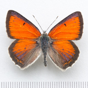  (Lycaena candens - RVcoll14O335)  @13 [ ] Copyright (2015) Martin Gascoigne-Pees Unspecified