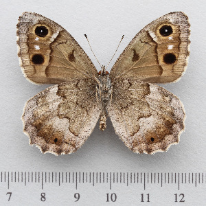  ( - RVcoll.14-U834)  @12 [ ] Copyright (2015) Martin Gascoigne-Pees Unspecified
