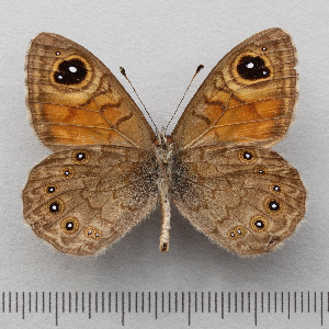  (Lasiommata meadewaldoi - RVcoll.14-U864)  @11 [ ] Copyright (2015) Martin Gascoigne-Pees Unspecified