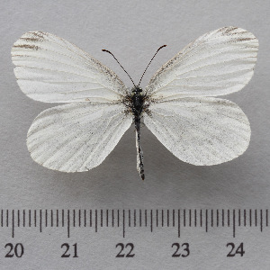  (Leptidea morsei - RVcoll.14-U868)  @14 [ ] Copyright (2015) Martin Gascoigne-Pees Unspecified