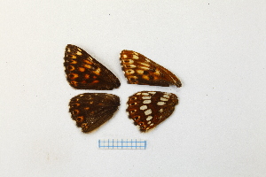  ( - RVcoll.14-V047)  @12 [ ] CreativeCommons - Attribution Non-Commercial (2015) Marko Mutanen University of Oulu