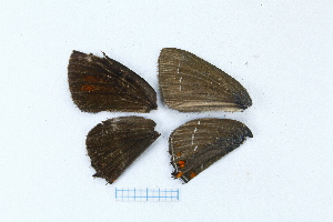  ( - RVcoll15G201)  @12 [ ] CreativeCommons - Attribution Non-Commercial (2015) Marko Mutanen University of Oulu