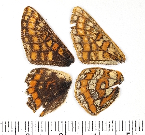  ( - RVcoll15H370)  @12 [ ] CreativeCommons - Attribution Non-Commercial Share-Alike (2016) Peter Huemer Tiroler Landesmuseen