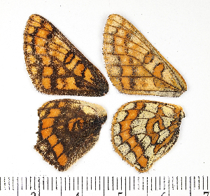  ( - RVcoll15H433)  @12 [ ] CreativeCommons - Attribution Non-Commercial Share-Alike (2016) Peter Huemer Tiroler Landesmuseen