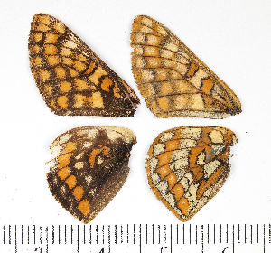  ( - RVcoll15H703)  @12 [ ] CreativeCommons - Attribution Non-Commercial Share-Alike (2016) Peter Huemer Tiroler Landesmuseen