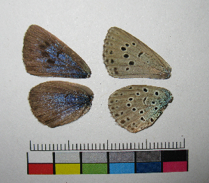  ( - RVcoll.10-C430)  @12 [ ] Butterfly Diversity and Evolution Lab (2014) Roger Vila Institute of Evolutionary Biology