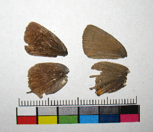  ( - RVcoll.14-F621)  @12 [ ] Copyright (2015) Vlad Dinca Institut de Biologia Evolutiva (CSIC-UPF)