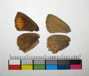  ( - RVcoll.14-F925)  @12 [ ] Copyright (2015) Vlad Dinca Institut de Biologia Evolutiva (CSIC-UPF)