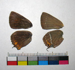  ( - RVcoll.14-G184)  @12 [ ] Copyright (2015) Vlad Dinca Institut de Biologia Evolutiva (CSIC-UPF)