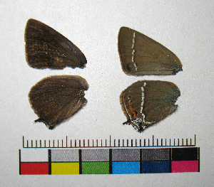  ( - RVcoll.14-G295)  @12 [ ] Copyright (2015) Vlad Dinca Institut de Biologia Evolutiva (CSIC-UPF)