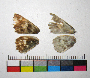  ( - RVcoll.14-G371)  @11 [ ] Copyright (2015) Vlad Dinca Institut de Biologia Evolutiva (CSIC-UPF)