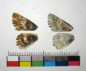  ( - RVcoll.14-G431)  @11 [ ] Copyright (2015) Vlad Dinca Institut de Biologia Evolutiva (CSIC-UPF)