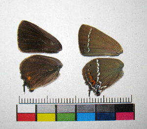  ( - RVcoll.14-G479)  @12 [ ] Copyright (2015) Vlad Dinca Institut de Biologia Evolutiva (CSIC-UPF)