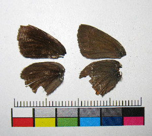  ( - RVcoll.14-H488)  @12 [ ] Copyright (2015) Vlad Dinca Institut de Biologia Evolutiva (CSIC-UPF)