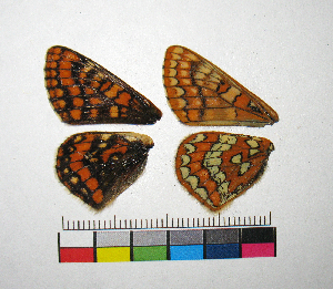  ( - RVcoll.13-U314)  @12 [ ] Copyright (2015) Vlad Dinca Institut de Biologia Evolutiva (CSIC-UPF)