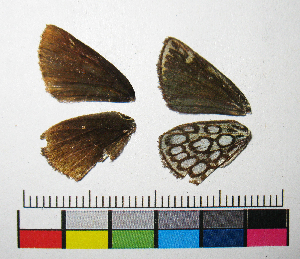  ( - RVcoll.14-E841)  @12 [ ] Copyright (2015) Vlad Dinca Institut de Biologia Evolutiva (CSIC-UPF)