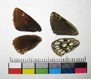  ( - RVcoll.14-E884)  @12 [ ] Copyright (2015) Vlad Dinca Institut de Biologia Evolutiva (CSIC-UPF)
