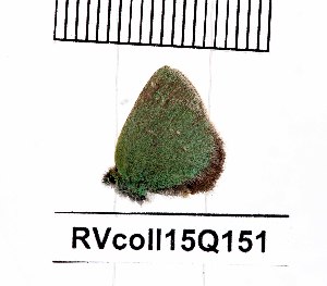  (Callophrys mystaphia - RVcoll15Q151)  @12 [ ] Copyright (2016) Anatoly Krupitsky Unspecified